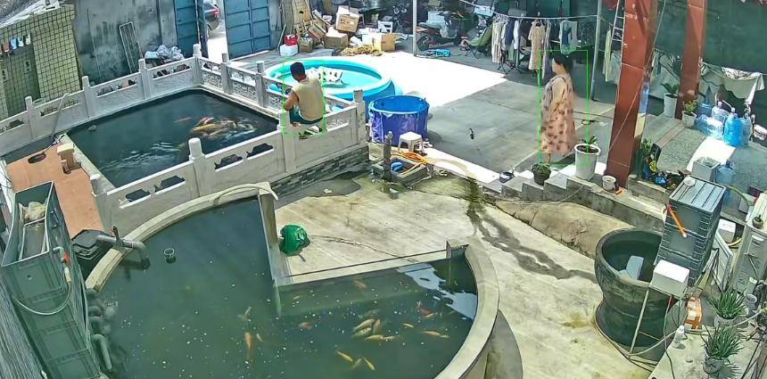 怎么申请皇冠信用网_新乡一男子喂鱼忘送娃上课被妻子踹进鱼池：妻子怀孕脾气有时候控制不住怎么申请皇冠信用网，互相道了歉