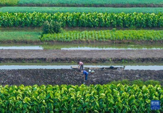 皇冠信用开户_立秋农事正当忙