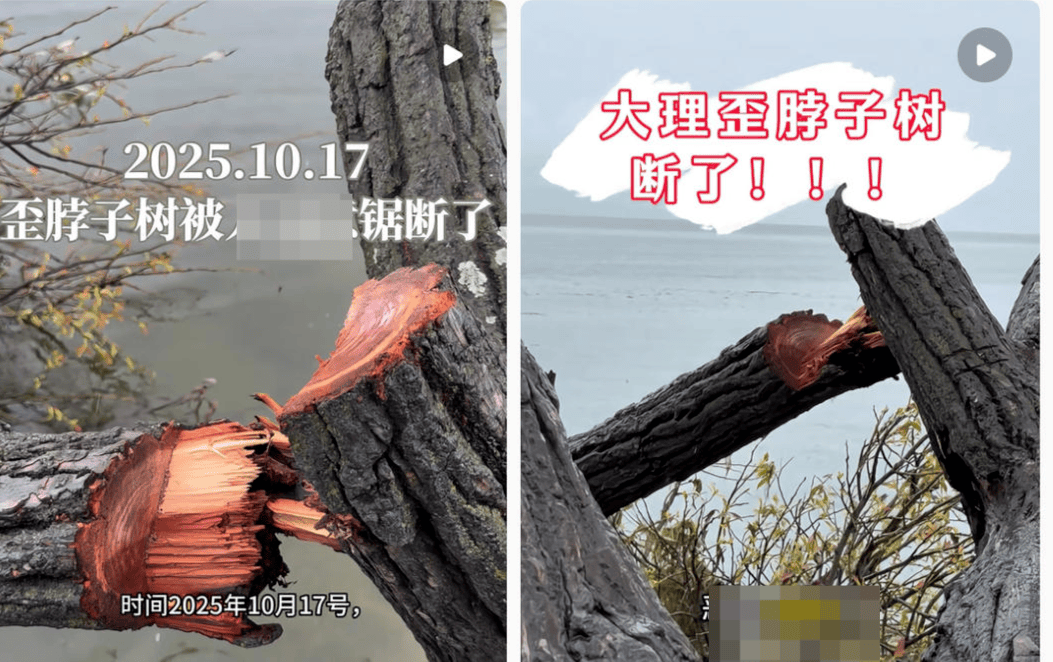 皇冠信用網押金多少_大理洱海摄影师反映网红“歪脖子树”多处被锯 洱海管理局工作人员:情况正在核查