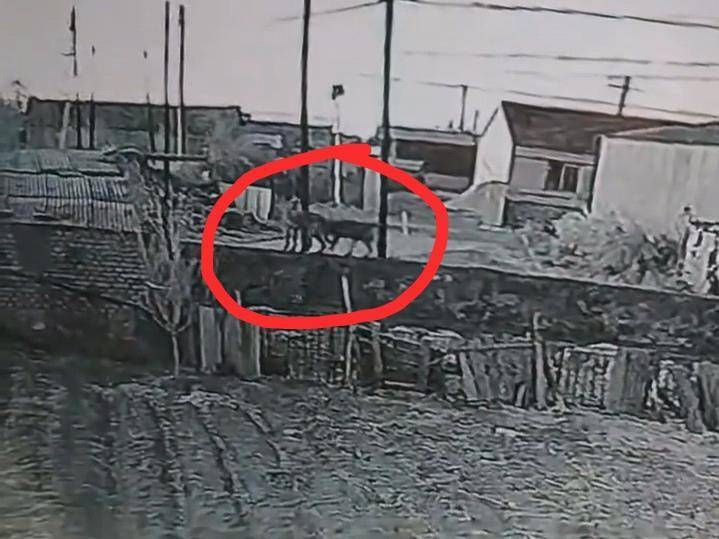 皇冠信用网登3代理_辽宁一农户17只羊一夜之间被不明生物咬死皇冠信用网登3代理，警方回应