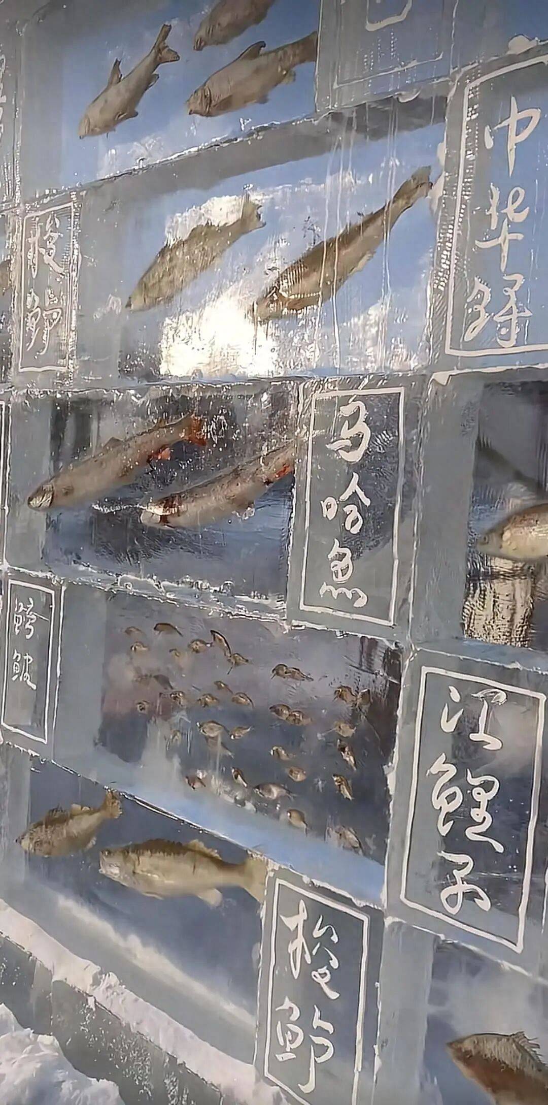 皇冠网
_黑龙江三江口景区现3米高“冰封鱼墙”皇冠网
,中华鲟等20余种江鱼成“冰琥珀”,去年这些鱼展后还被竞拍