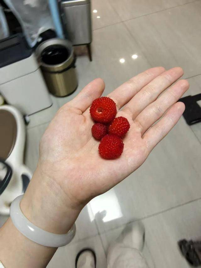 世界杯信用盘登0
_“超级多世界杯信用盘登0
,根本摘不完!”一斤能卖到上百元,台州人大批出动了,紧急提醒