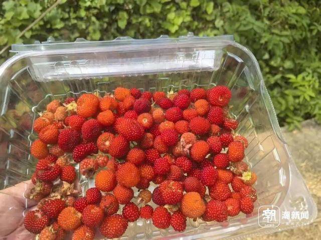 世界杯信用盘登0
_“超级多世界杯信用盘登0
,根本摘不完!”一斤能卖到上百元,台州人大批出动了,紧急提醒