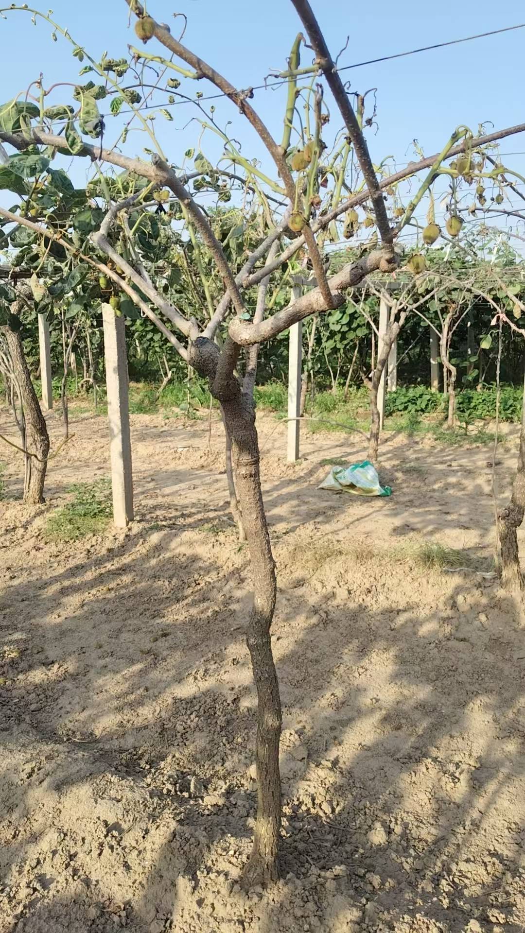 皇冠账号
_陕西一地农户遭遇一肥两重天:施肥地块枯死绝收皇冠账号
,未施区域枝繁叶茂;磷肥数次检测均合格,谜团难破
