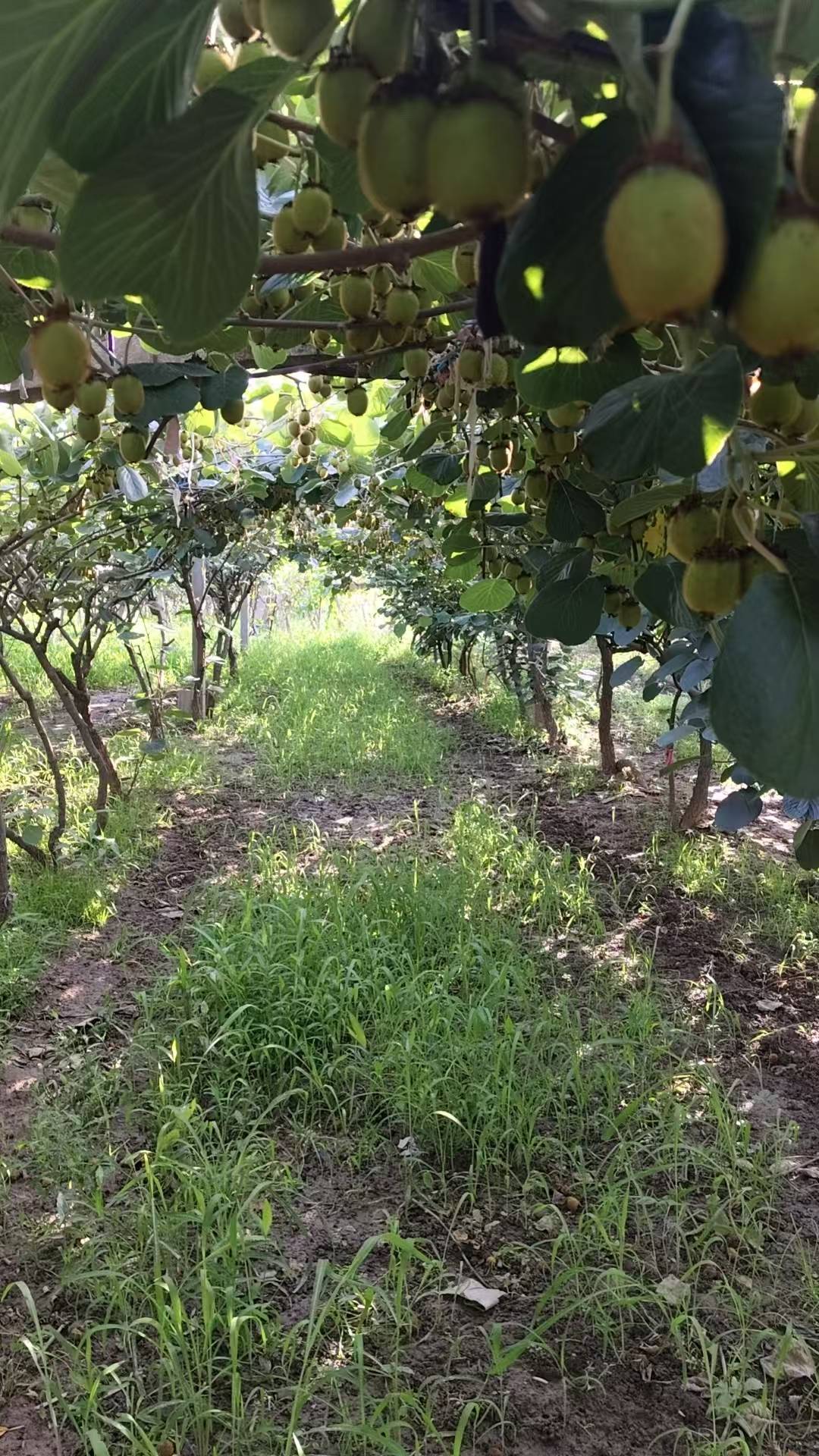 皇冠账号
_陕西一地农户遭遇一肥两重天:施肥地块枯死绝收皇冠账号
,未施区域枝繁叶茂;磷肥数次检测均合格,谜团难破