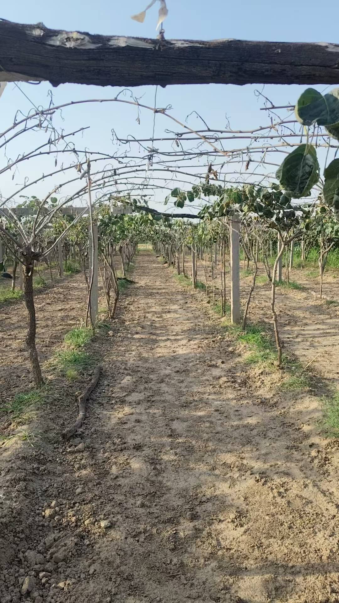 皇冠账号
_陕西一地农户遭遇一肥两重天:施肥地块枯死绝收皇冠账号
,未施区域枝繁叶茂;磷肥数次检测均合格,谜团难破